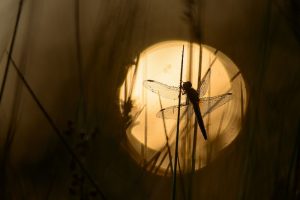 Crocothemis erythraea